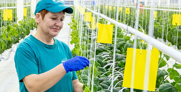 Кейс внедрения Экстрактора в работу Агрокомплекса “Иванисово”