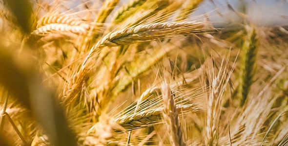 Автоматизация бизнеса. Внедрение 1С Экстрактора в агрохолдинг "Русское поле"